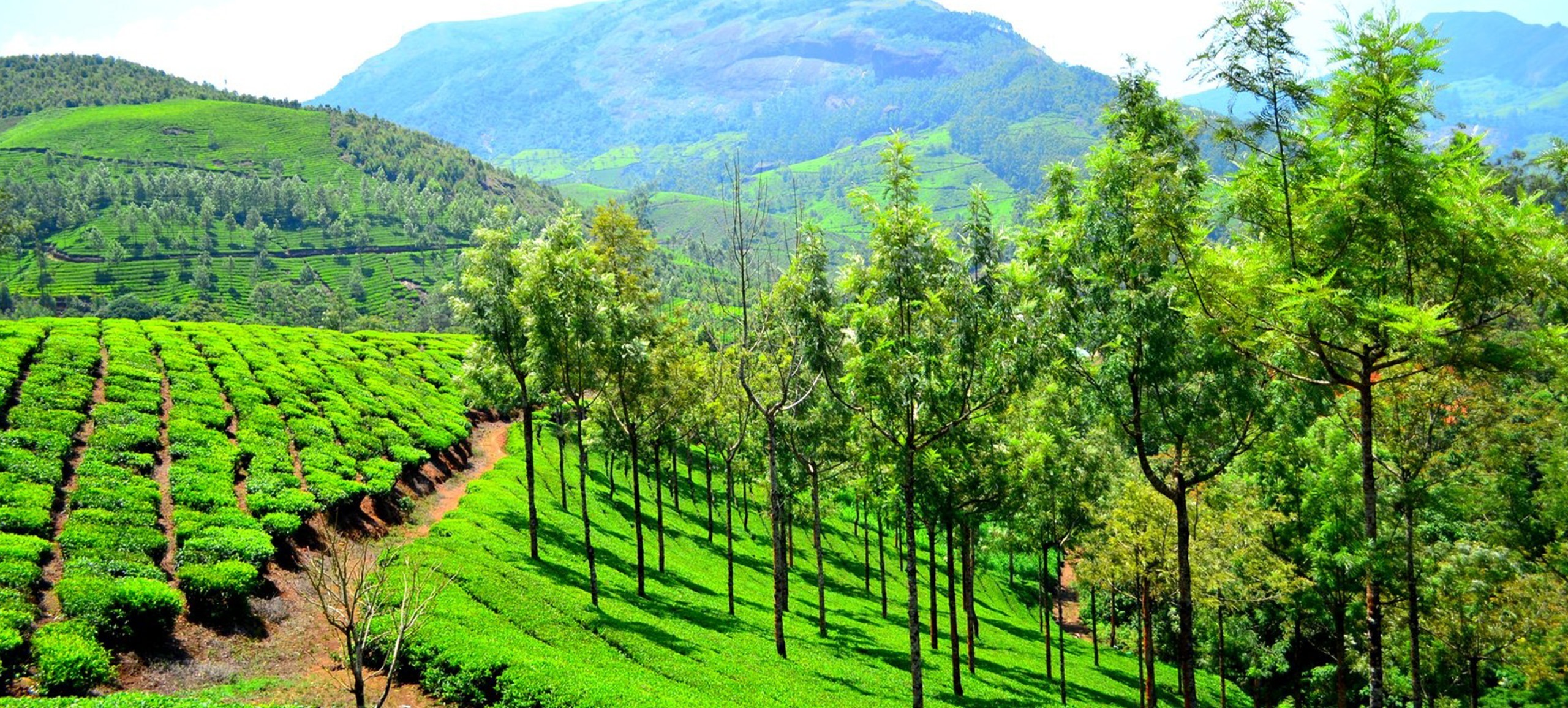 Munnar_hill_station_